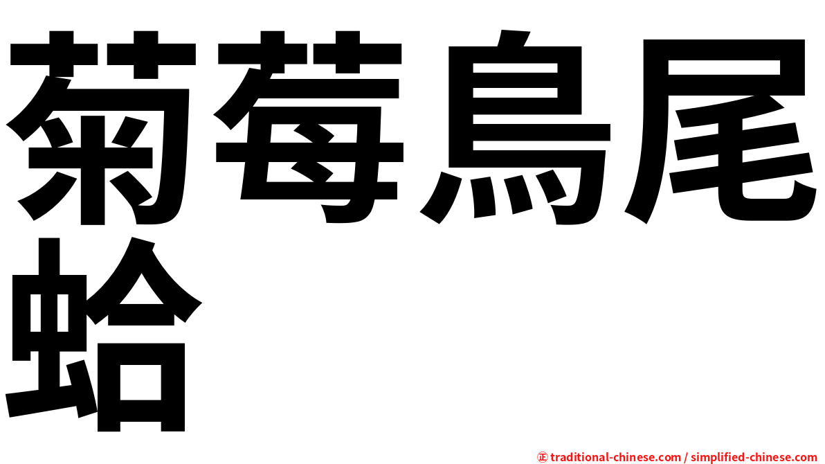 菊莓鳥尾蛤