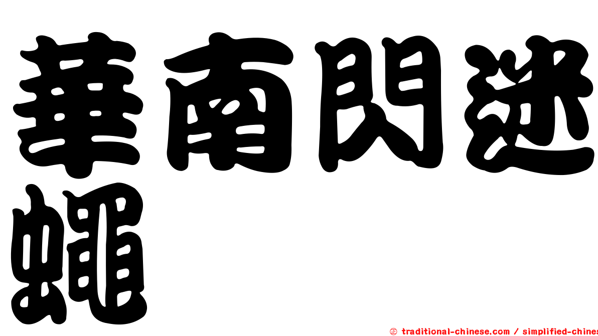 華南閃迷蠅