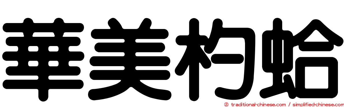 華美杓蛤
