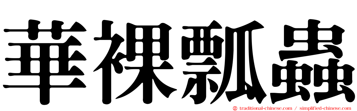 華裸瓢蟲