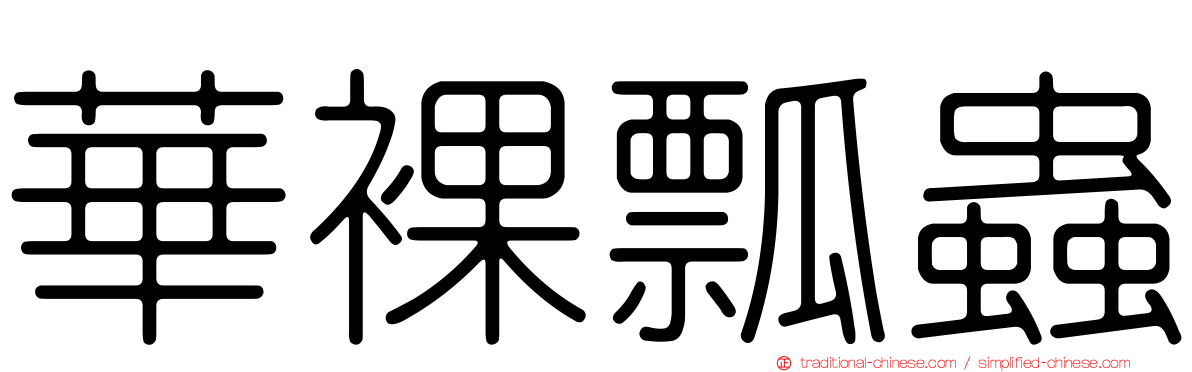 華裸瓢蟲