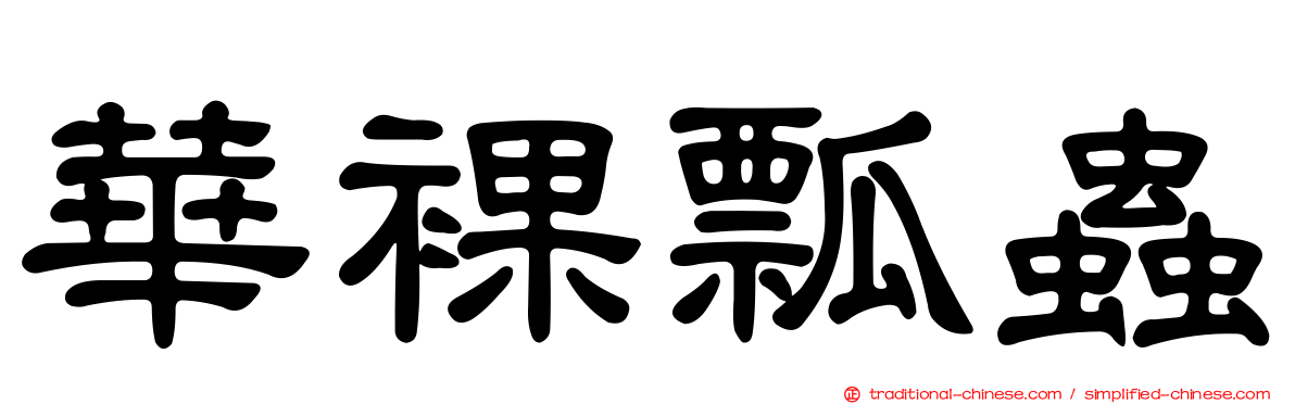 華裸瓢蟲