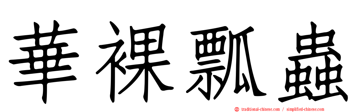 華裸瓢蟲