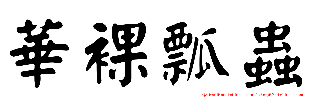 華裸瓢蟲