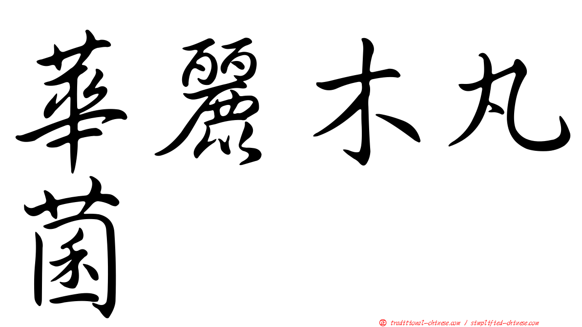 華麗木丸菌