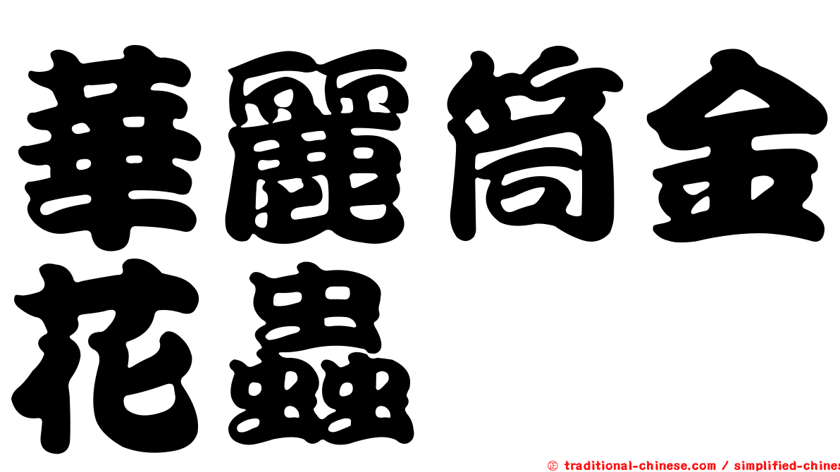 華麗筒金花蟲