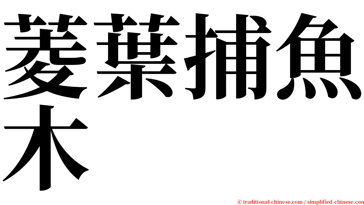 菱葉捕魚木 serif font