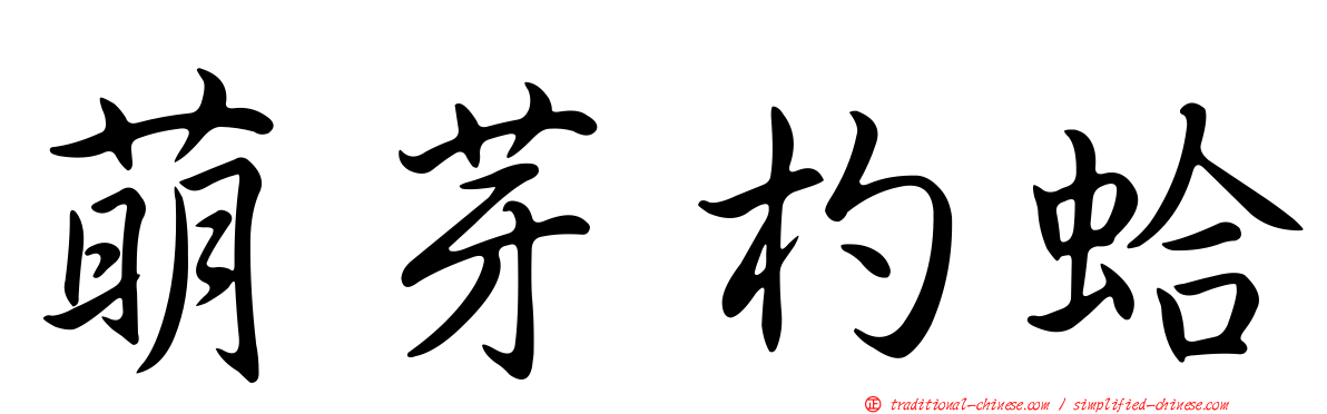 萌芽杓蛤