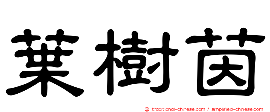 葉樹茵