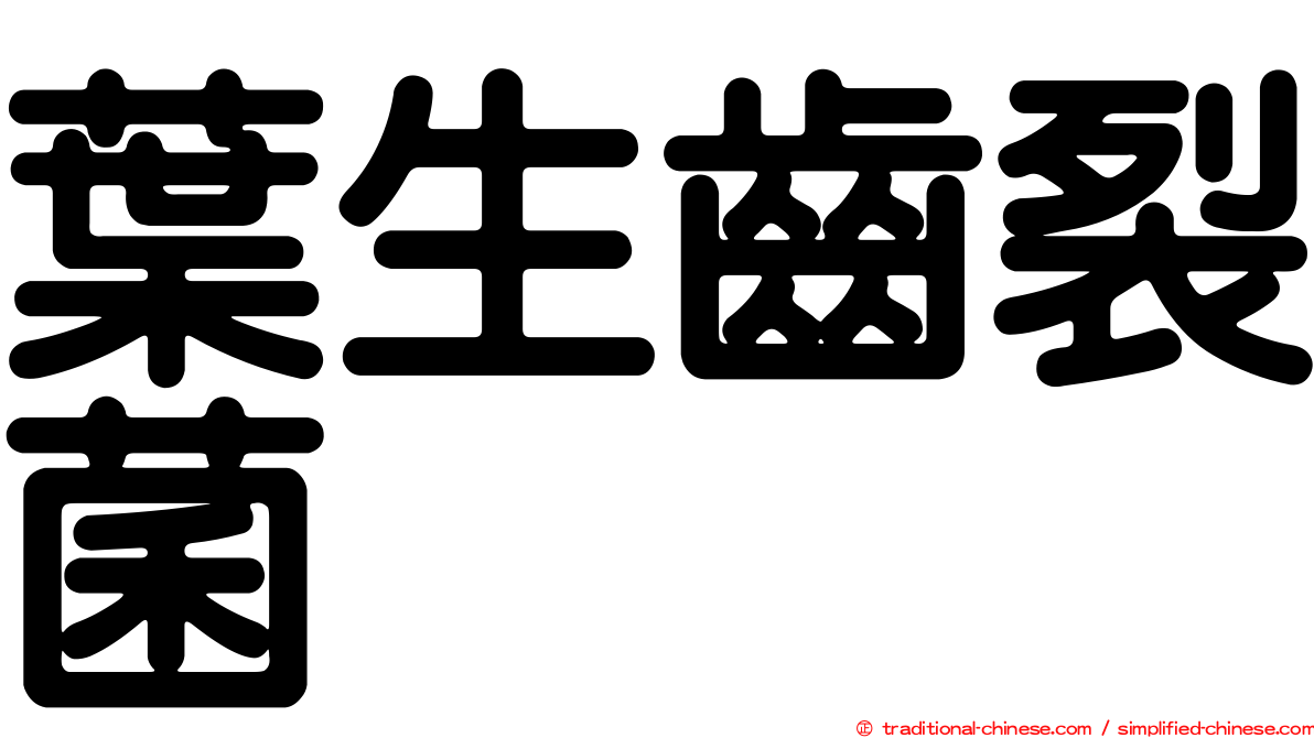 葉生齒裂菌