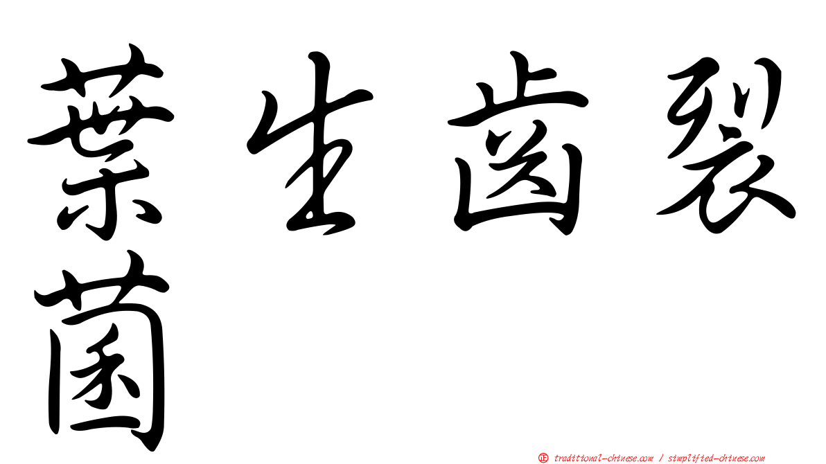 葉生齒裂菌