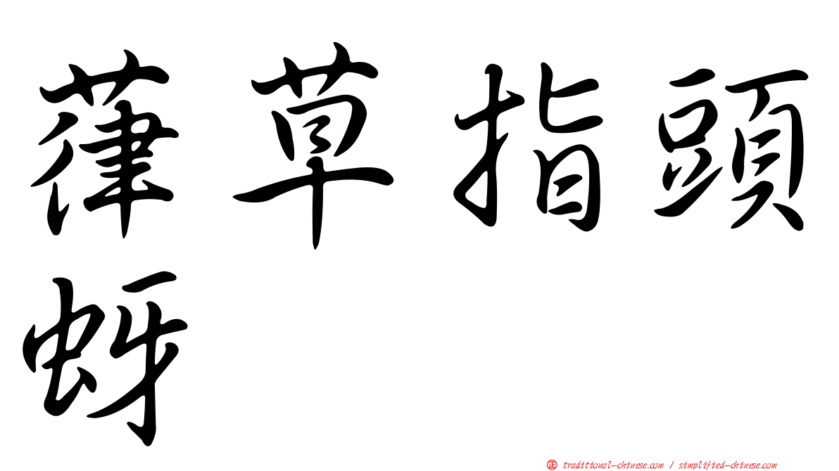 葎草指頭蚜