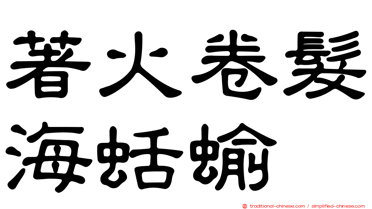 著火卷髮海蛞蝓