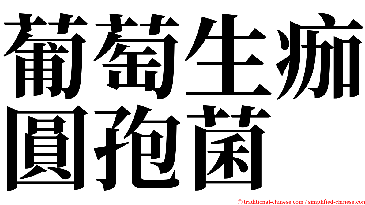 葡萄生痂圓孢菌 serif font