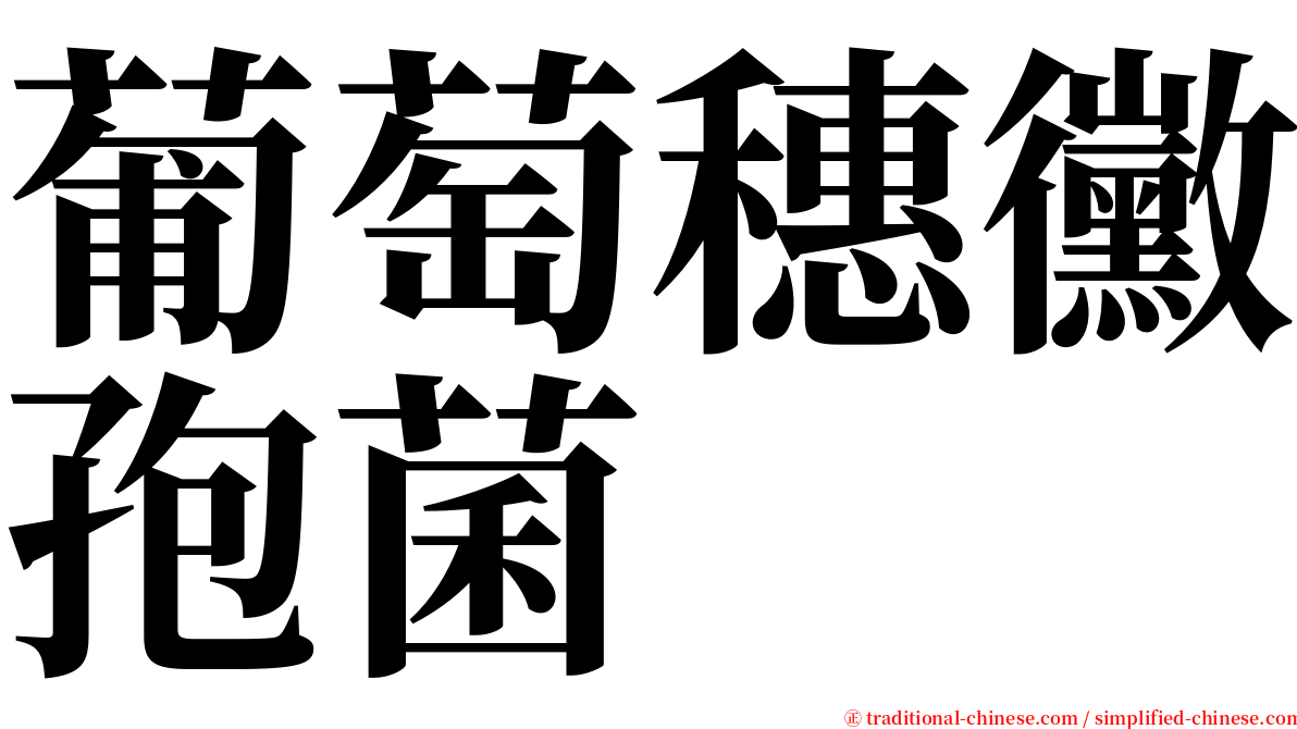 葡萄穗黴孢菌 serif font
