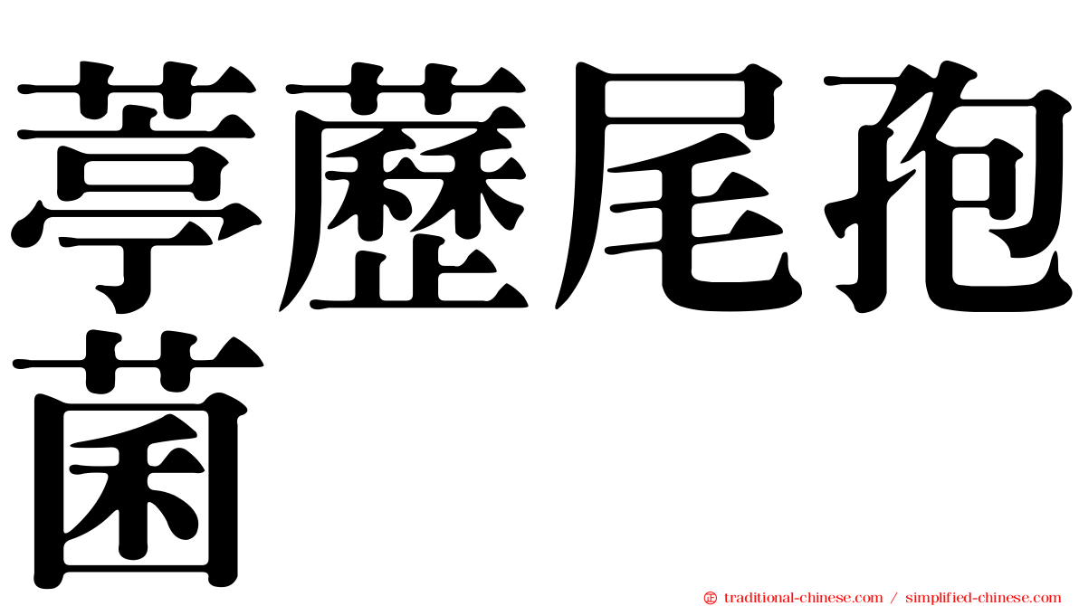 葶藶尾孢菌