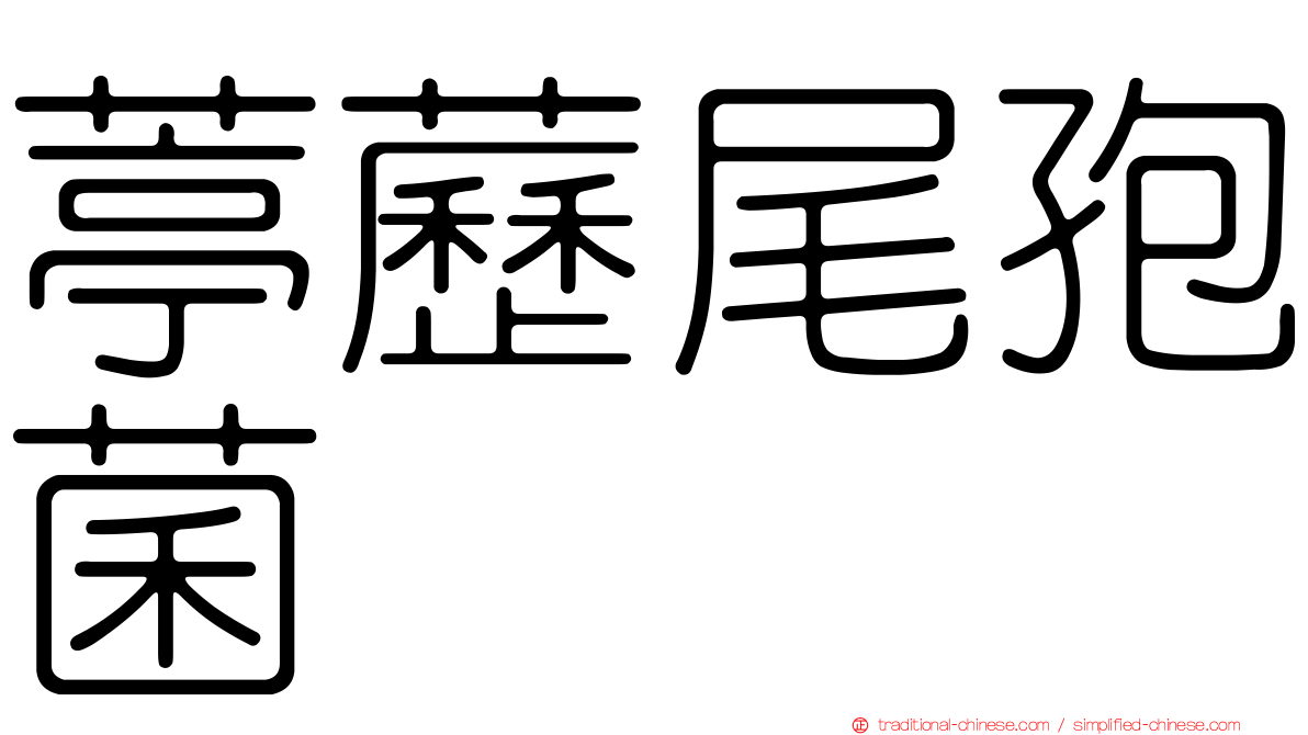 葶藶尾孢菌