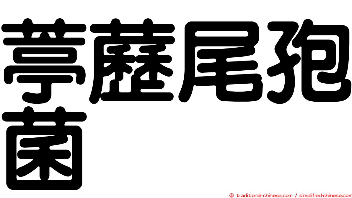 葶藶尾孢菌