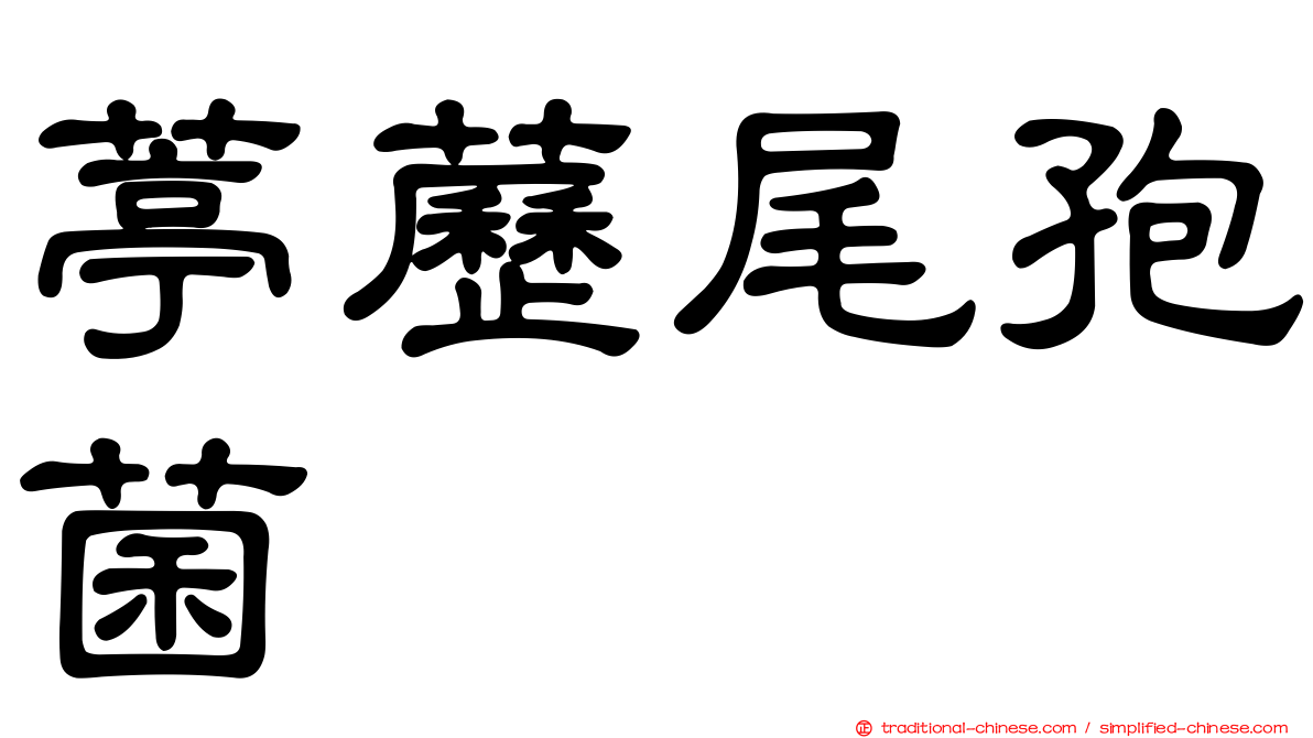 葶藶尾孢菌