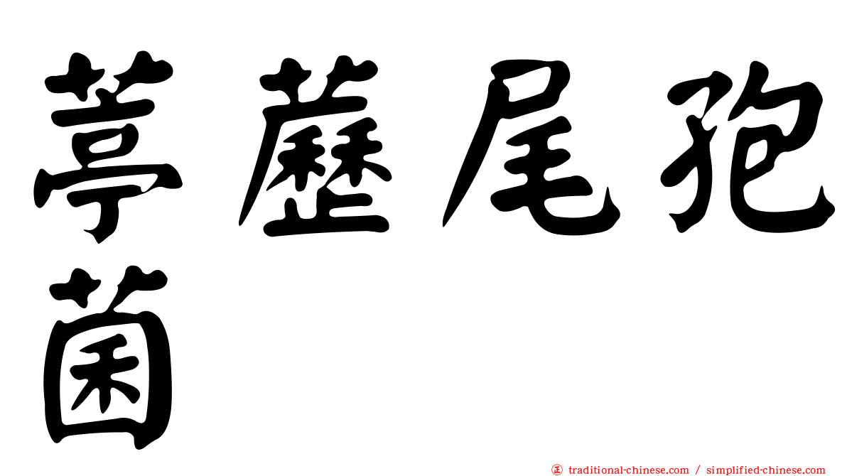 葶藶尾孢菌