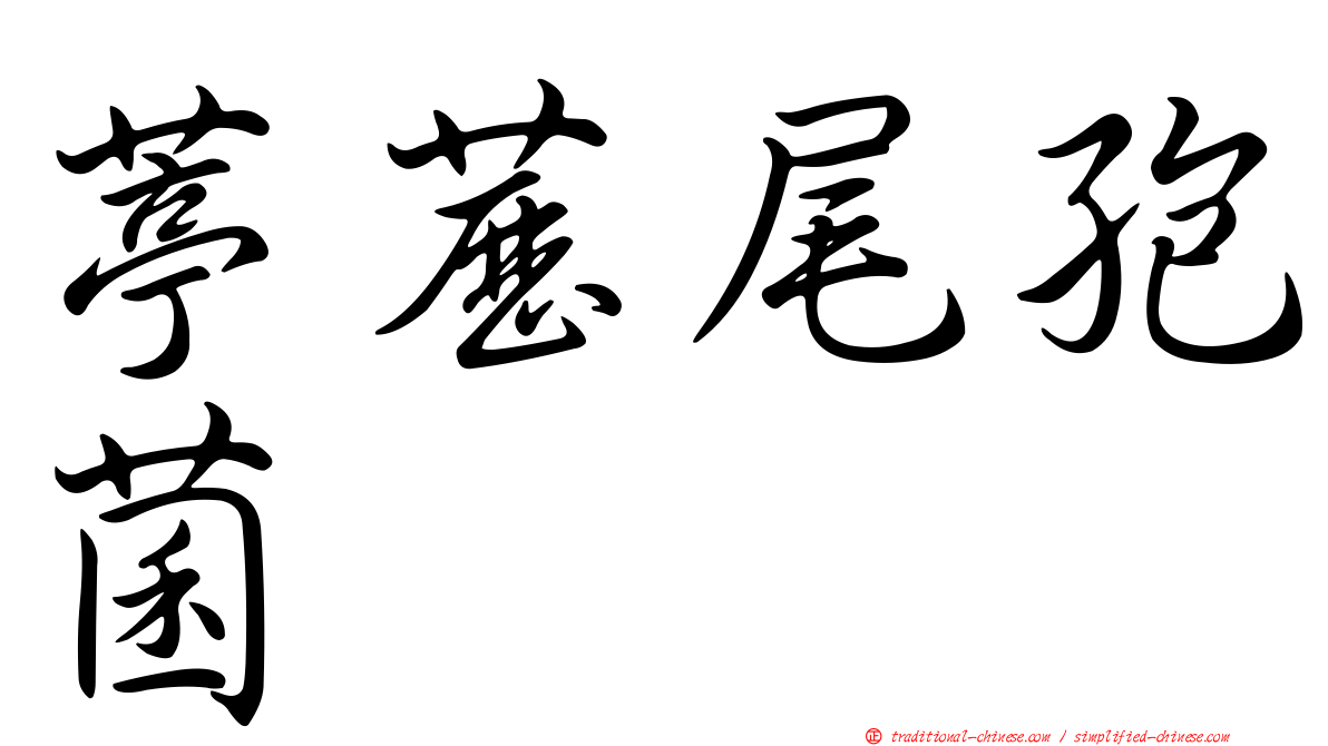 葶藶尾孢菌