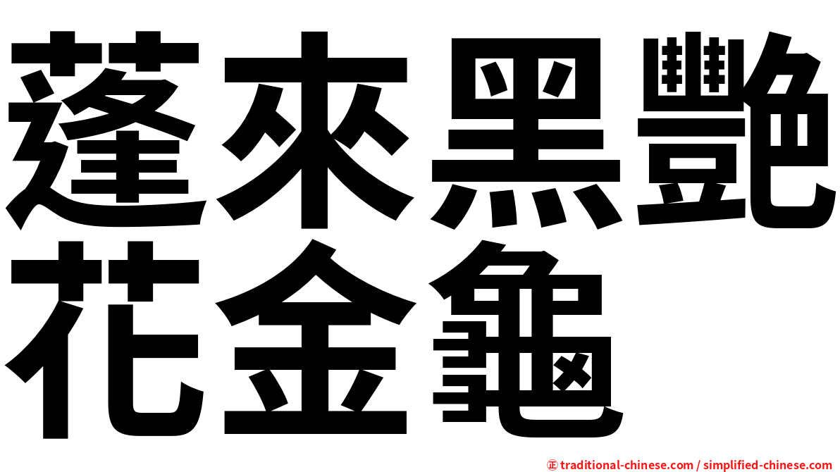 蓬來黑艷花金龜