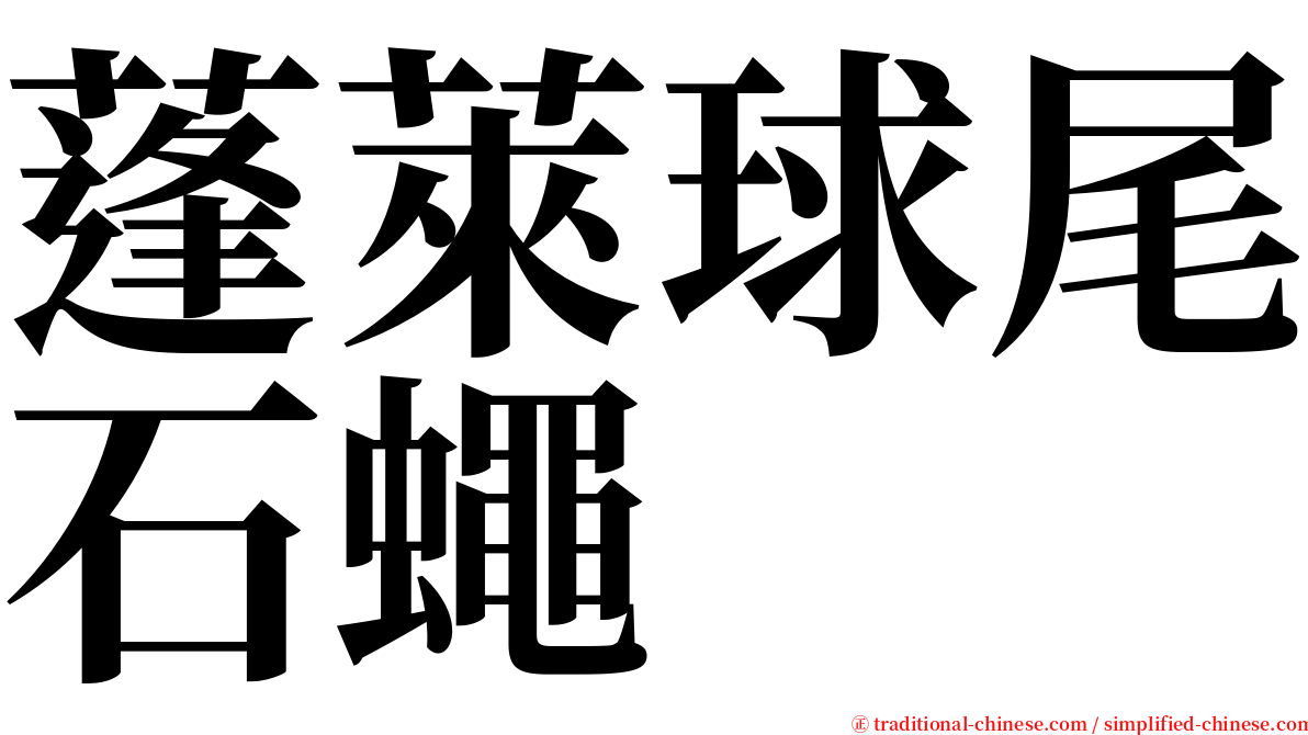 蓬萊球尾石蠅 serif font