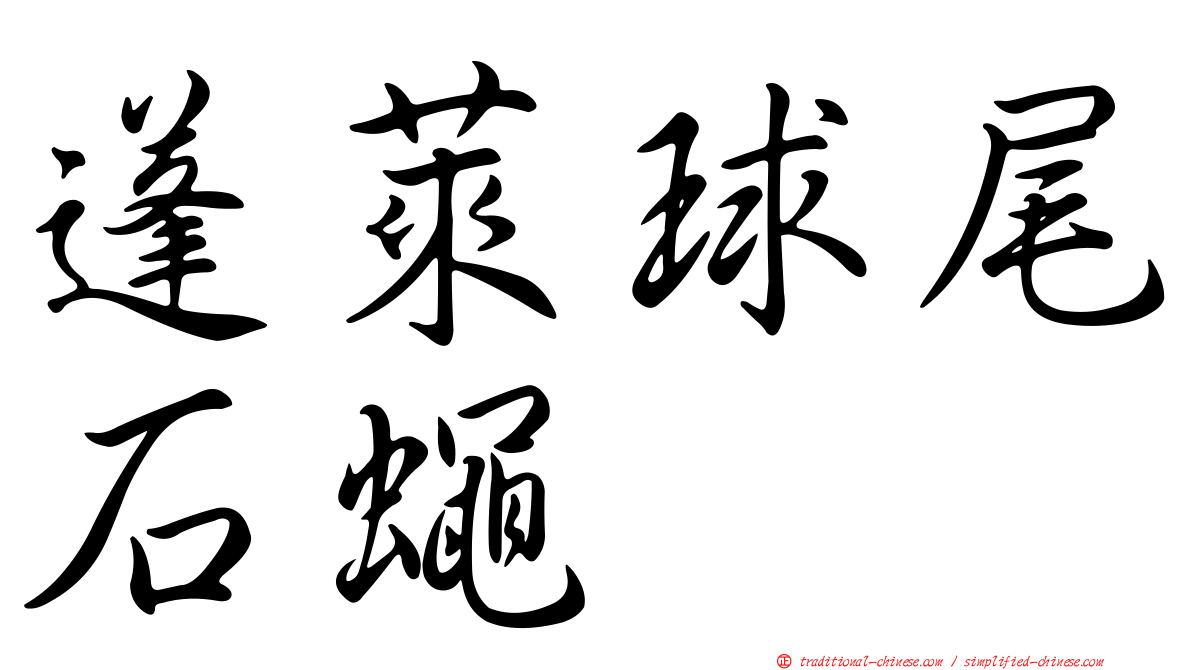 蓬萊球尾石蠅