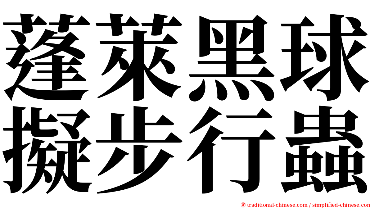 蓬萊黑球擬步行蟲 serif font