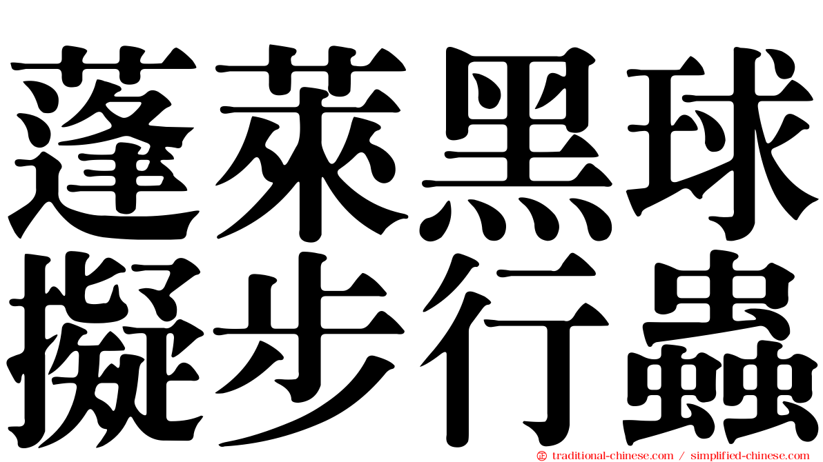 蓬萊黑球擬步行蟲