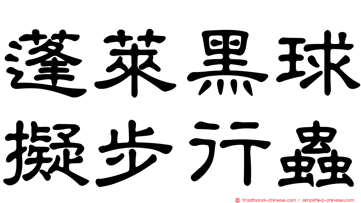 蓬萊黑球擬步行蟲