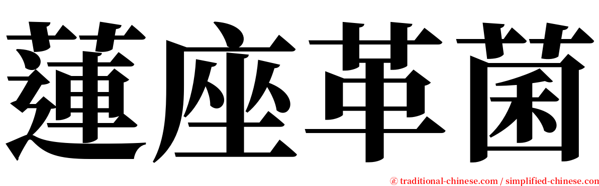 蓮座革菌 serif font