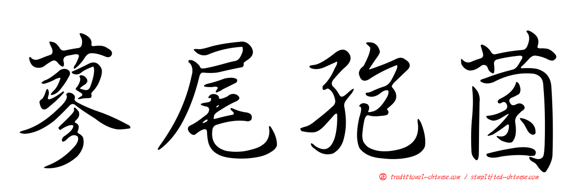 蓼尾孢菌