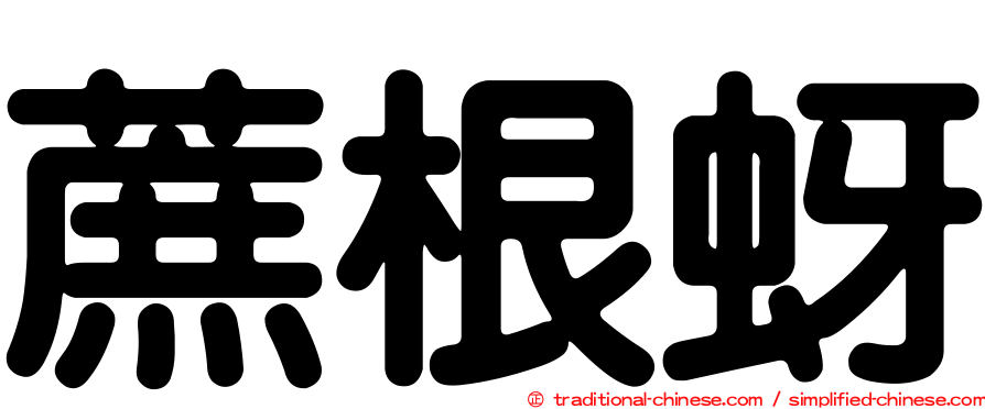 蔗根蚜