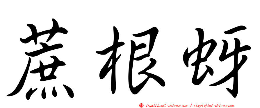 蔗根蚜