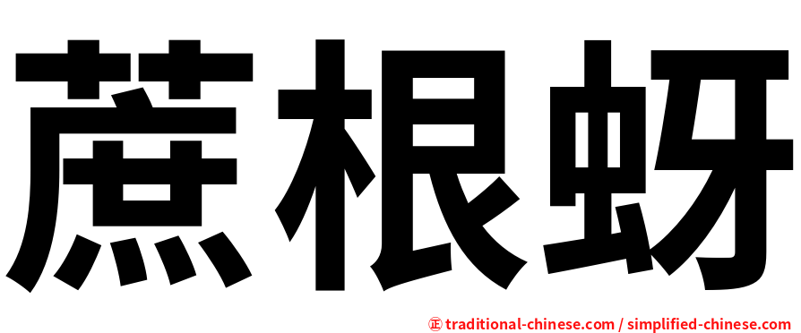 蔗根蚜