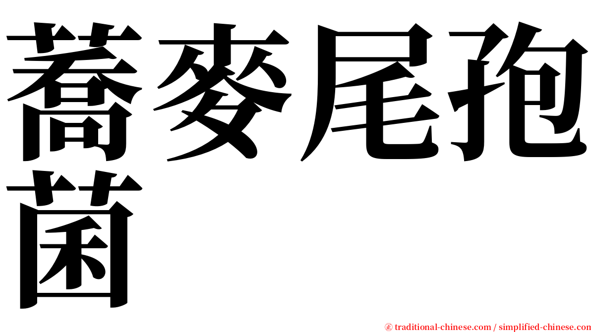 蕎麥尾孢菌 serif font