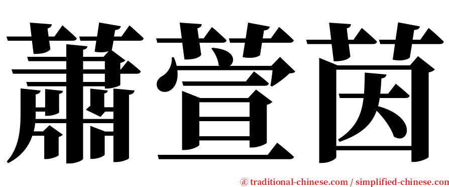 蕭萱茵 serif font