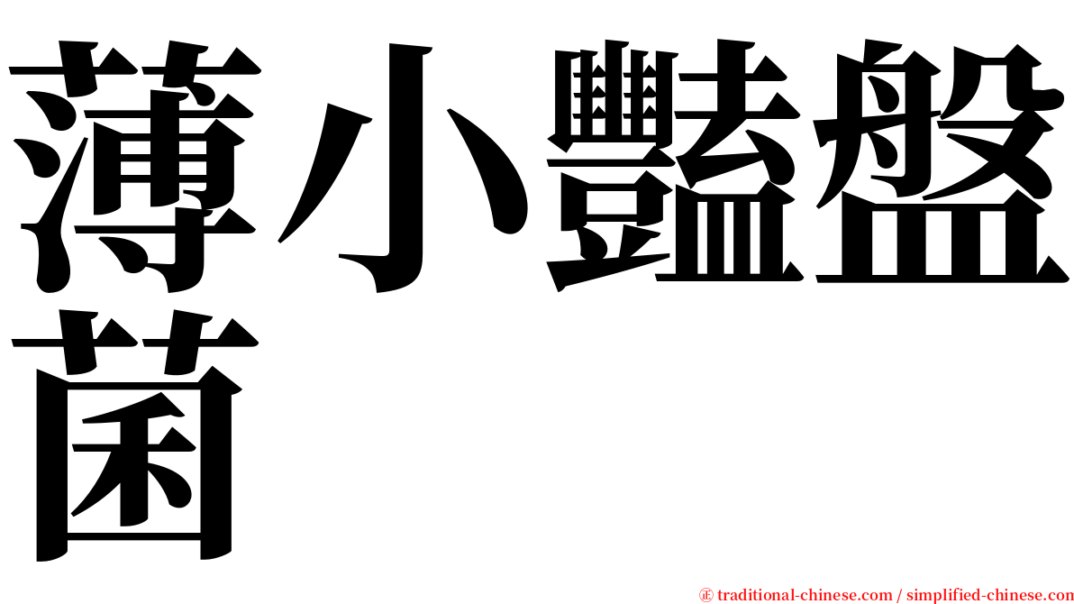薄小豔盤菌 serif font