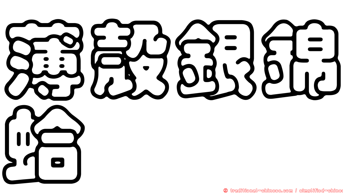 薄殼銀錦蛤