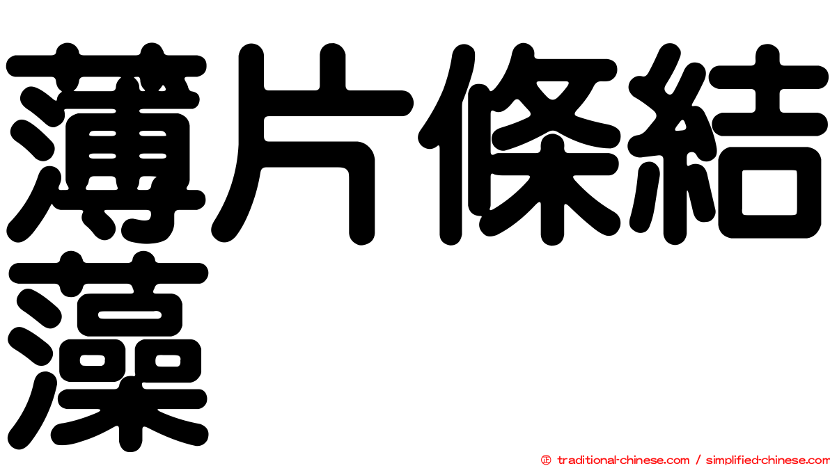 薄片條結藻
