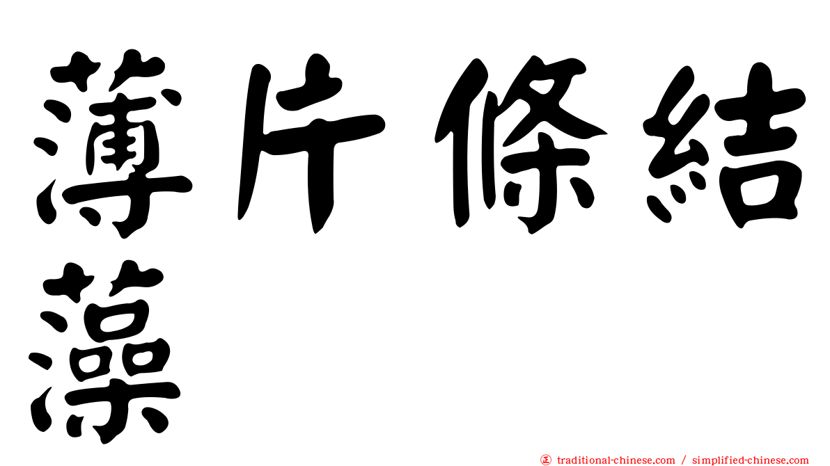 薄片條結藻