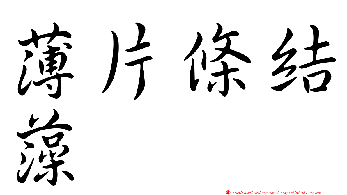 薄片條結藻