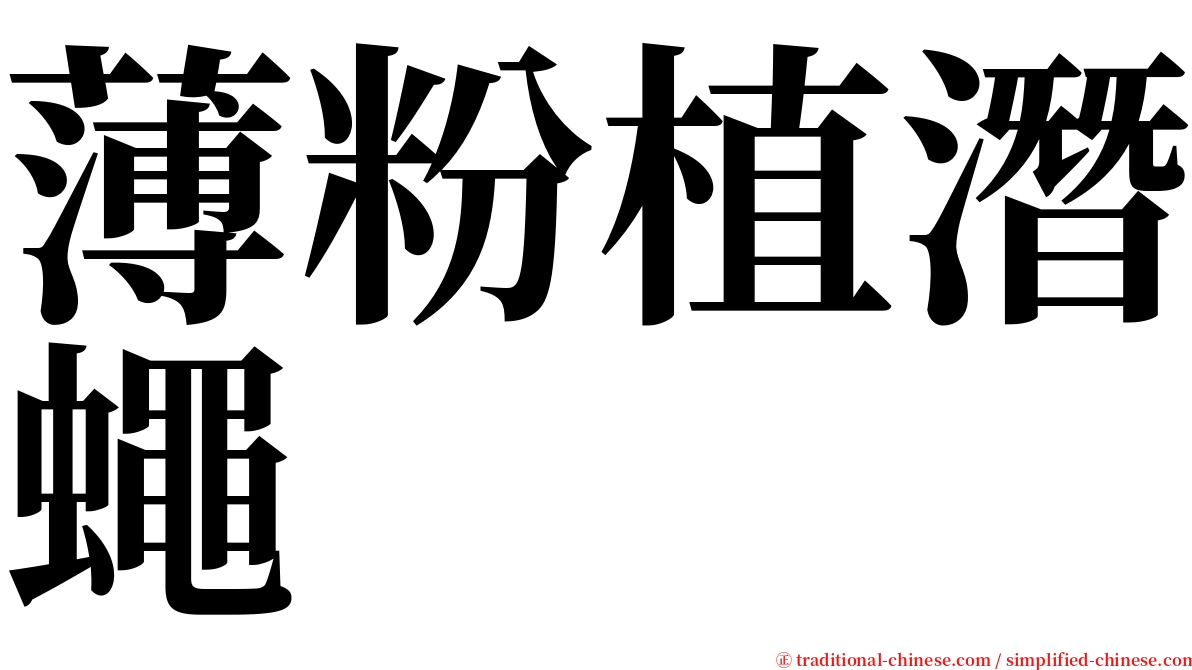 薄粉植潛蠅 serif font