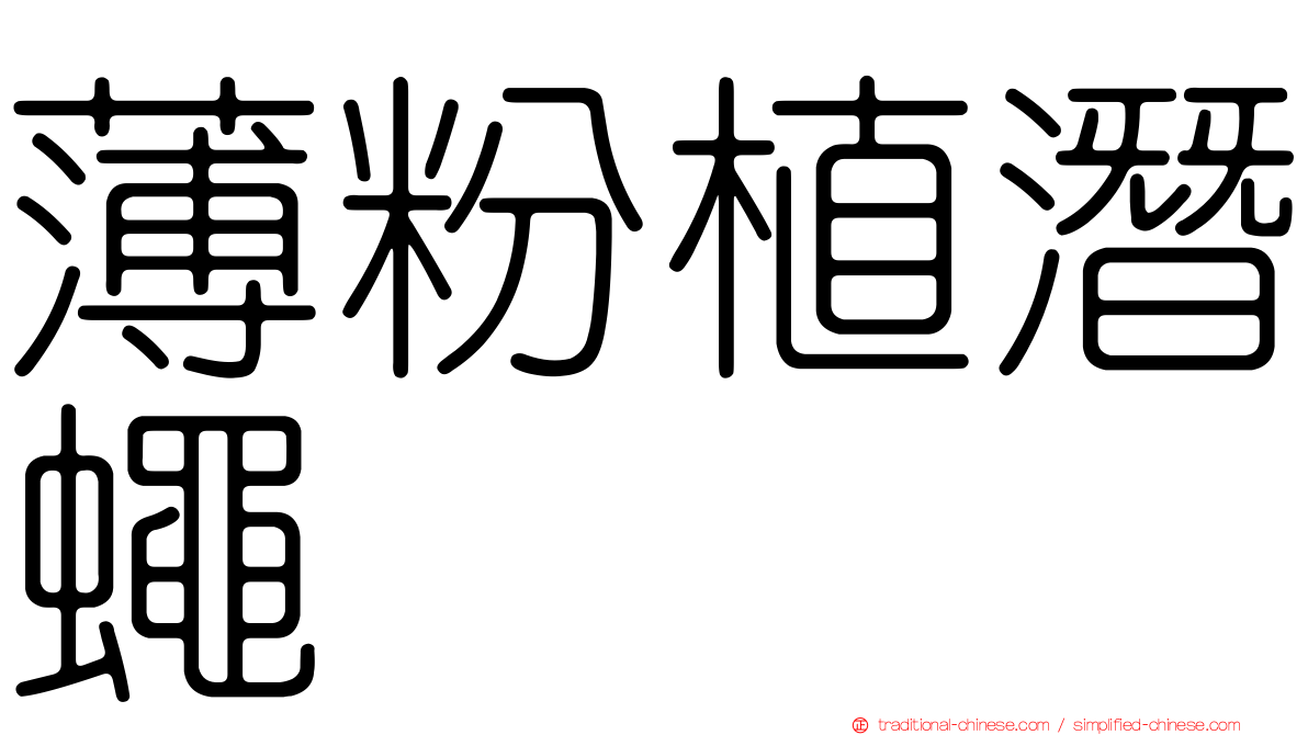 薄粉植潛蠅