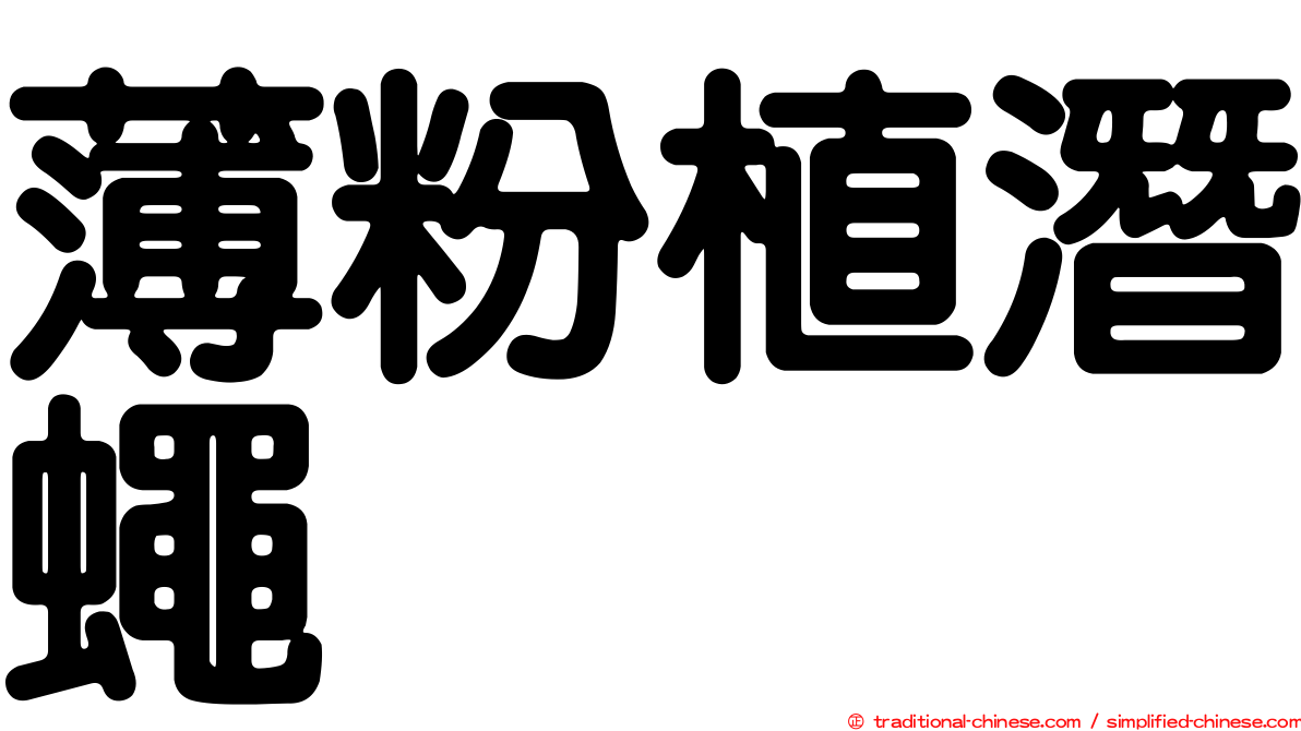 薄粉植潛蠅