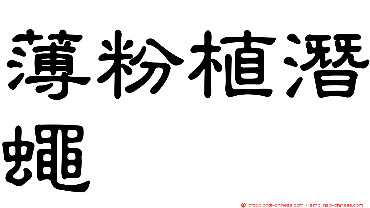 薄粉植潛蠅