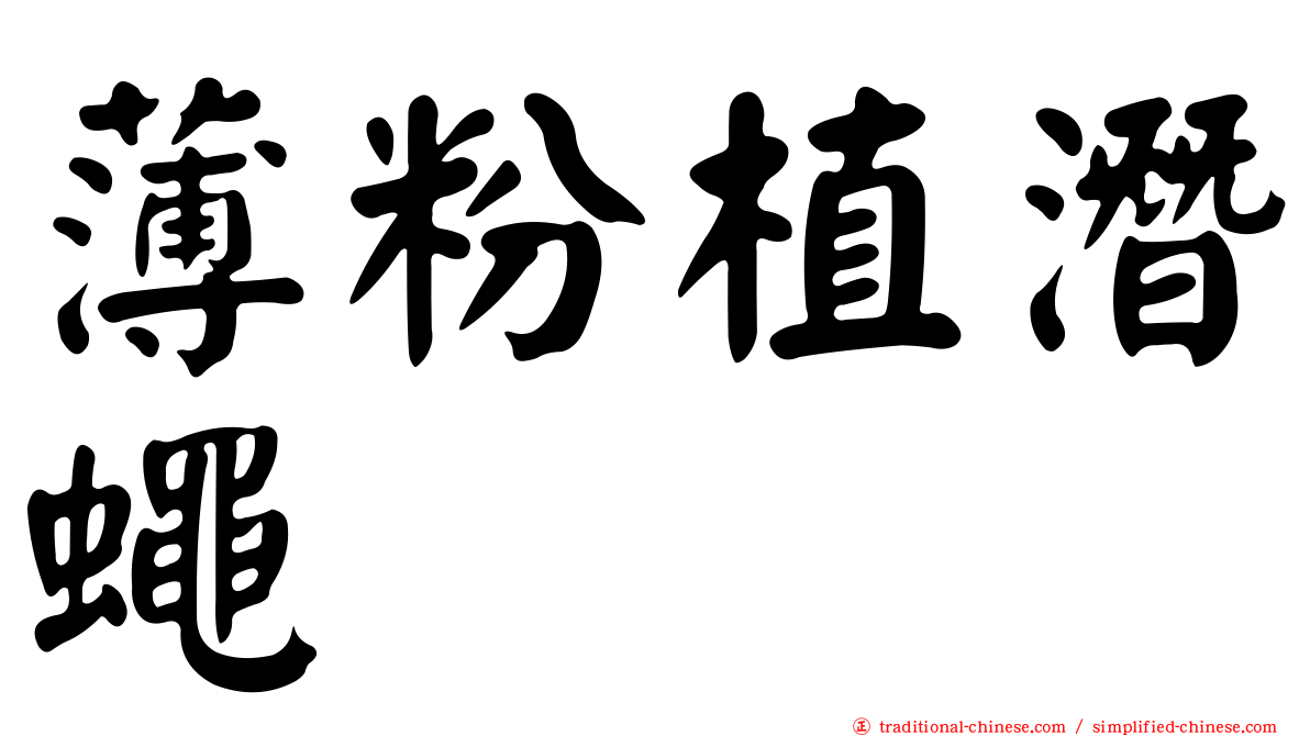 薄粉植潛蠅