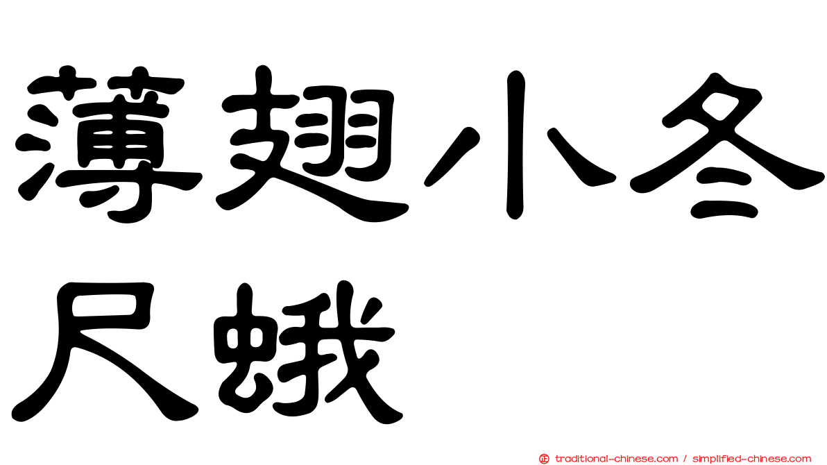 薄翅小冬尺蛾
