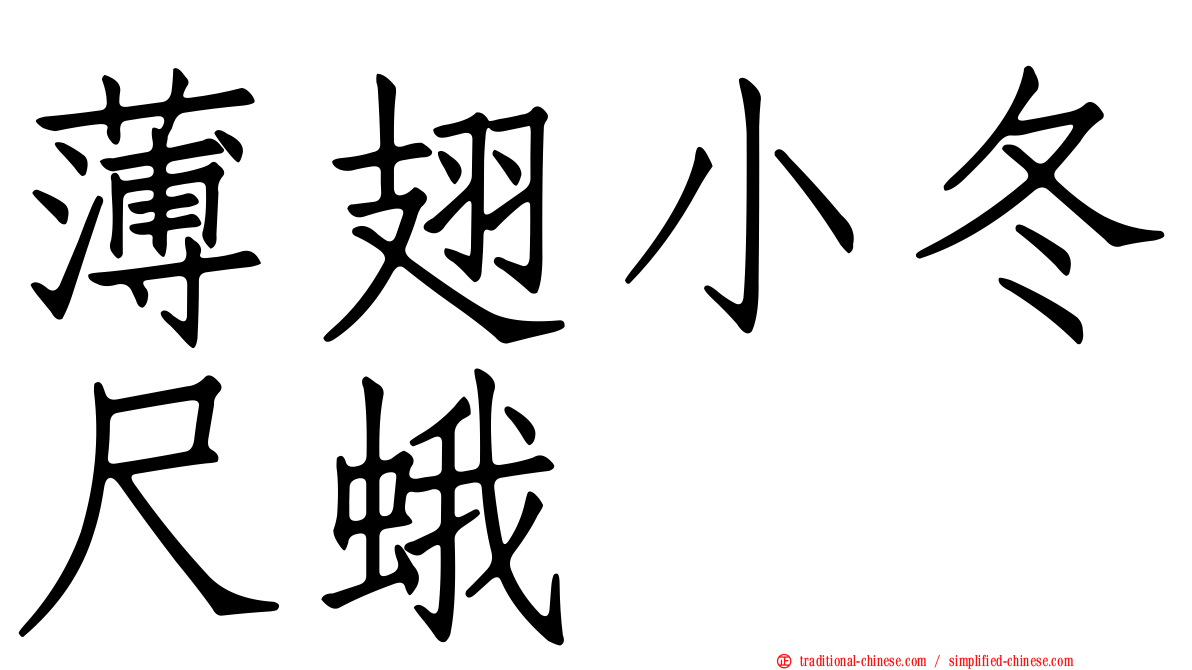 薄翅小冬尺蛾